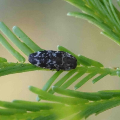Diphucrania sp. (genus) (Jewel Beetle) at Acton, ACT - 11 Jan 2023 by ConBoekel