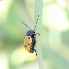 Cadmus (Cadmus) litigiosus at O'Connor, ACT - 12 Jan 2023 09:50 AM