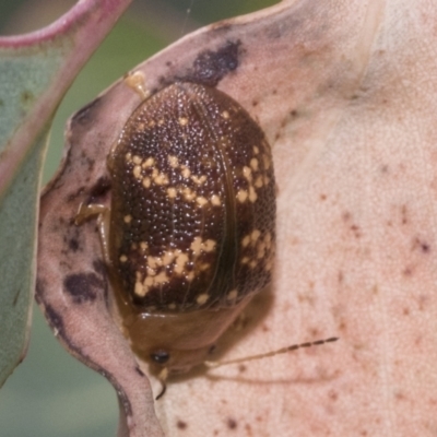 Paropsis aspera (Eucalyptus Tortoise Beetle) at Hawker, ACT - 14 Jan 2023 by AlisonMilton