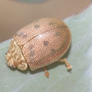 Paropsis atomaria at Hawker, ACT - 15 Jan 2023