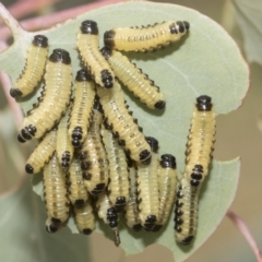 Paropsis atomaria at Hawker, ACT - 15 Jan 2023