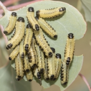 Paropsis atomaria at Hawker, ACT - 15 Jan 2023