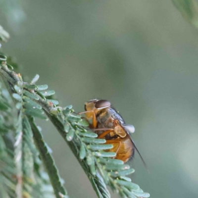 Calliphora sp. (genus) (Unidentified blowfly) at O'Connor, ACT - 12 Jan 2023 by ConBoekel