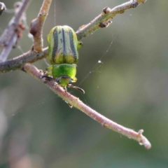 Calomela juncta (Leaf beetle) at O'Connor, ACT - 12 Jan 2023 by ConBoekel