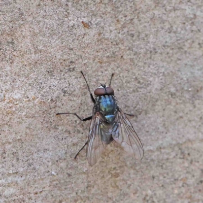 Chlorotachina sp. (genus) at O'Connor, ACT - 12 Jan 2023 by ConBoekel