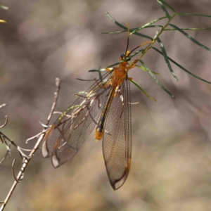 Nymphes myrmeleonoides at O'Connor, ACT - 12 Jan 2023