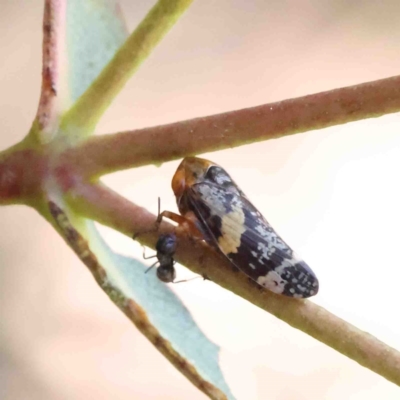 Eurymeloides adspersa (Gumtree hopper) at O'Connor, ACT - 12 Jan 2023 by ConBoekel