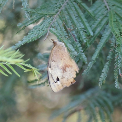 Heteronympha merope (Common Brown Butterfly) at Dryandra St Woodland - 12 Jan 2023 by ConBoekel