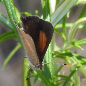 Paralucia pyrodiscus at Kambah, ACT - 17 Jan 2023