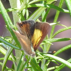 Paralucia pyrodiscus at Kambah, ACT - 17 Jan 2023