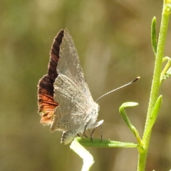 Paralucia pyrodiscus at Kambah, ACT - 17 Jan 2023