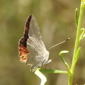 Paralucia pyrodiscus at Kambah, ACT - 17 Jan 2023