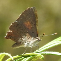 Paralucia pyrodiscus at Kambah, ACT - 17 Jan 2023