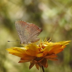 Paralucia pyrodiscus at Kambah, ACT - 17 Jan 2023