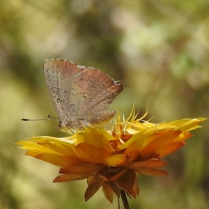 Paralucia pyrodiscus at Kambah, ACT - 17 Jan 2023