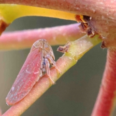 Katipo sp. (genus) (Leafhopper) at O'Connor, ACT - 12 Jan 2023 by ConBoekel