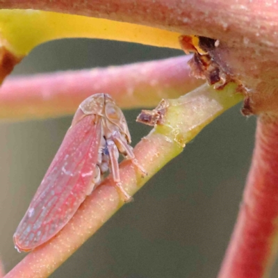 Katipo sp. (genus) (Leafhopper) at O'Connor, ACT - 12 Jan 2023 by ConBoekel