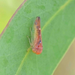 Rosopaella lopada (A leafhopper) at O'Connor, ACT - 12 Jan 2023 by ConBoekel