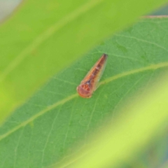 Rosopaella lopada at Dryandra St Woodland - 12 Jan 2023