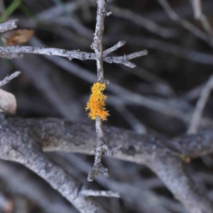 Teloschistes sp. (genus) at O'Connor, ACT - 12 Jan 2023