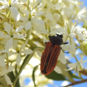 Castiarina erythroptera at Kambah, ACT - 17 Jan 2023