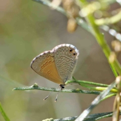 Nacaduba biocellata (Two-spotted Line-Blue) at O'Connor, ACT - 12 Jan 2023 by ConBoekel