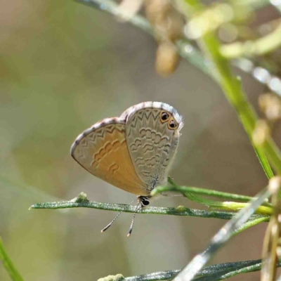 Nacaduba biocellata (Two-spotted Line-Blue) at O'Connor, ACT - 12 Jan 2023 by ConBoekel