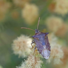 Oechalia schellenbergii (Spined Predatory Shield Bug) at O'Connor, ACT - 12 Jan 2023 by ConBoekel