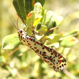 Utetheisa pulchelloides at Kambah, ACT - 17 Jan 2023 01:52 PM