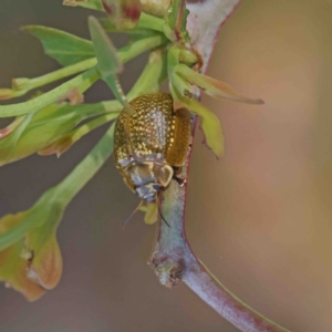 Paropsisterna cloelia at O'Connor, ACT - 12 Jan 2023