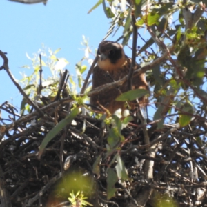 Falco longipennis at Stromlo, ACT - suppressed