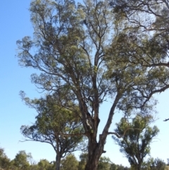 Falco longipennis at Stromlo, ACT - suppressed