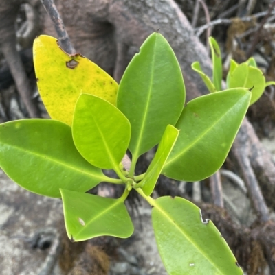 Rhizophora stylosa (Spotted Mangrove) at Cape Tribulation, QLD - 18 Jan 2023 by Mavis