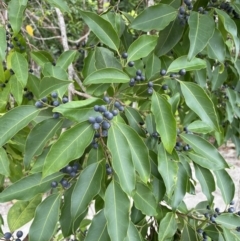 Celtis paniculata at Cape Tribulation, QLD - 18 Jan 2023 by Mavis