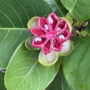 Dillenia alata at Cape Tribulation, QLD - 18 Jan 2023 12:57 PM