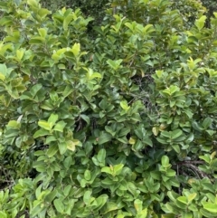 Dillenia alata at Cape Tribulation, QLD - 18 Jan 2023 12:57 PM