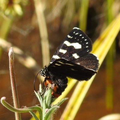 Phalaenoides tristifica (Willow-herb Day-moth) at Stromlo, ACT - 17 Jan 2023 by HelenCross