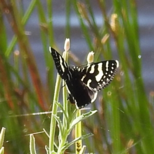 Phalaenoides tristifica at Stromlo, ACT - 17 Jan 2023