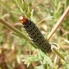 Phalaenoides tristifica (Willow-herb Day-moth) at Stromlo, ACT - 16 Jan 2023 by HelenCross