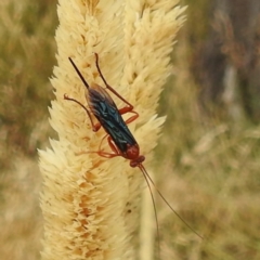 Lissopimpla excelsa (Orchid dupe wasp, Dusky-winged Ichneumonid) at Kambah, ACT - 18 Jan 2023 by HelenCross