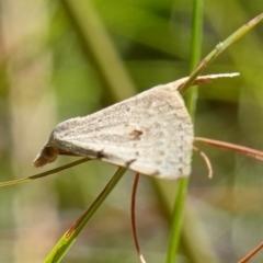 Dichromodes estigmaria at Huskisson, NSW - suppressed