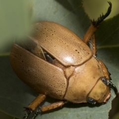 Anoplognathus pallidicollis (Cashew beetle) at Hawker, ACT - 14 Jan 2023 by AlisonMilton