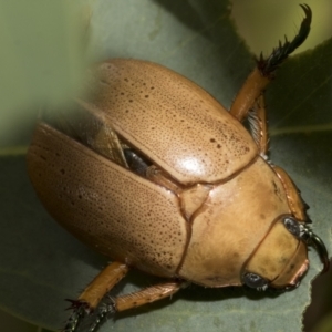 Anoplognathus pallidicollis at Hawker, ACT - 14 Jan 2023 09:10 AM