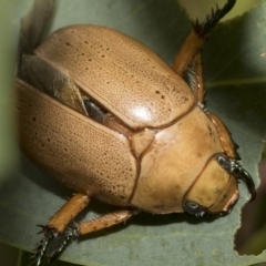 Anoplognathus pallidicollis at Hawker, ACT - 14 Jan 2023 09:10 AM