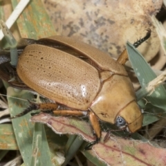 Anoplognathus pallidicollis at Hawker, ACT - 14 Jan 2023 09:10 AM