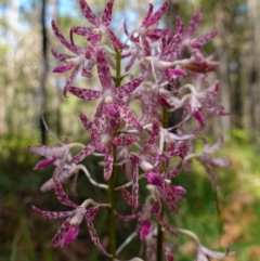 Dipodium variegatum (Blotched Hyacinth Orchid) at Huskisson, NSW - 16 Jan 2023 by RobG1