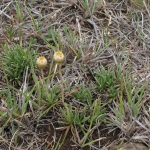 Rutidosis leiolepis at Cooma, NSW - 21 Nov 2018