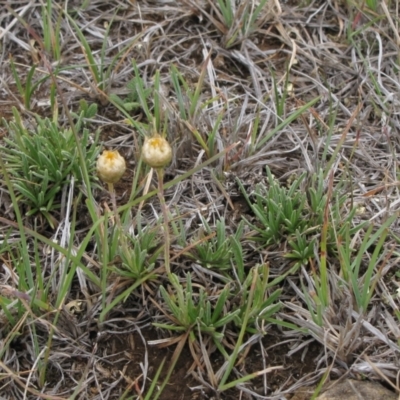 Rutidosis leiolepis (Monaro Golden Daisy) at Cooma Grasslands Reserves - 20 Nov 2018 by AndyRoo