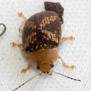 Paropsis aspera at Higgins, ACT - 13 Jan 2023