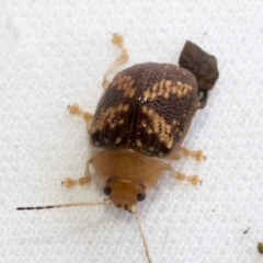 Paropsis aspera at Higgins, ACT - 13 Jan 2023